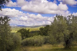 Blick nach Bolgheri